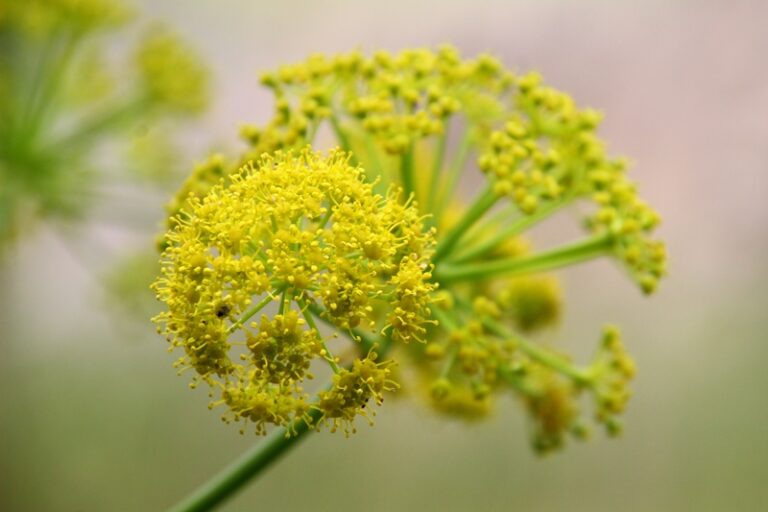 איך תכנון חצר בית ספר יכול להשפיע על תחושת השייכות בקהילה? תכנון נוף