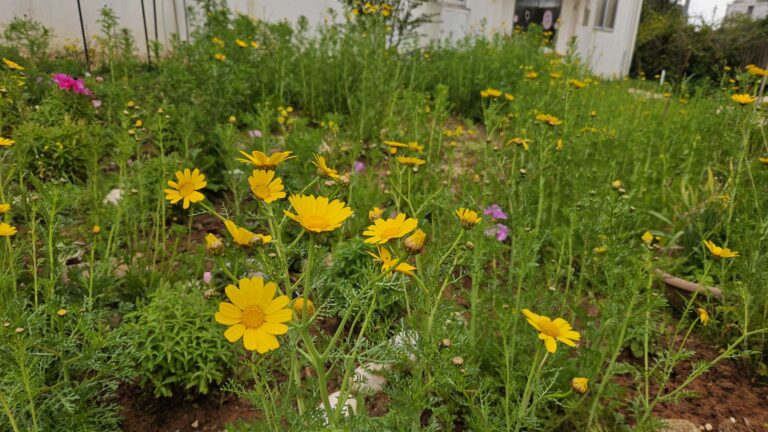 האם מומלץ לתכנן גינה עוד לפני שבונים את הבית? משרד אדריכלות נוף