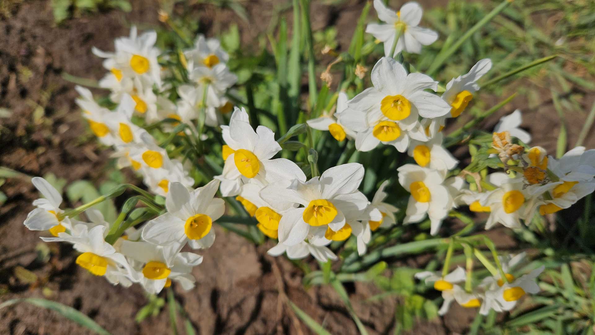 למי מתאים עיסוי תאילנדי ובמה הוא שונה מסוגי עיסוי אחרים?