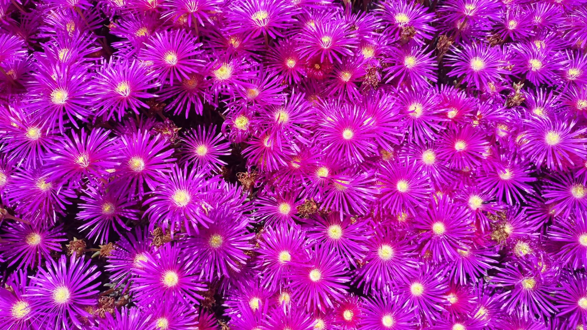 אני שוקלת לצאת לעצמאות, איזו הכשרה כדאי לי לבחור? מיכל גרי, קואצ'רית