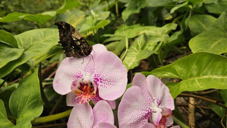 איך מקדמים התפתחות אישית בצורה עמוקה ויציבה לאורך זמן? אלדר לב רן