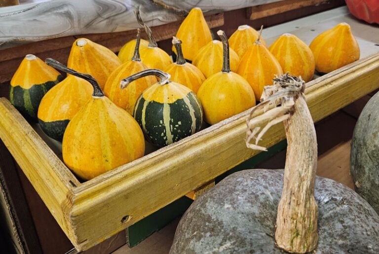 הזמנתי חברים לארוחת ערב ושכחתי להכין את הבורקס - מה עושים?