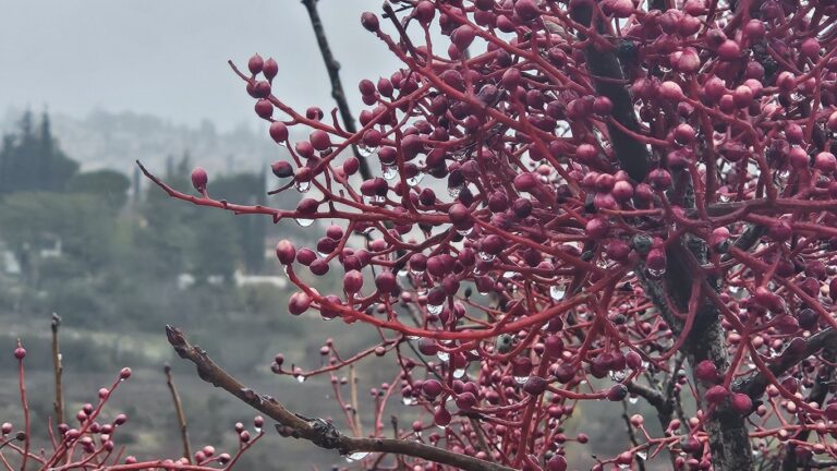 למה חשוב לבחור מעצבת פנים יצירתית ומגוונת? ליאת שפיר, מעצבת פנים