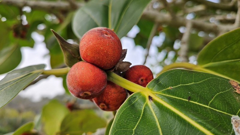 במבו: האם עיסוי תאילנדי יכול לתרום לאיכות השינה ולשחרור שרירים?