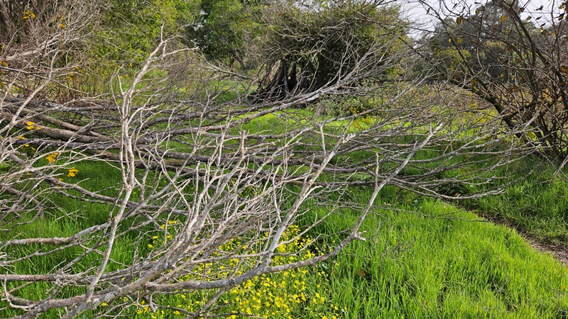 תכפ, כלי עבודה | מה חשוב לדעת לפני שמביאים כלי עבודה פנאומטי לתיקון?